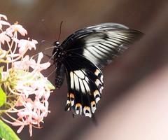 Papilio ascalaphus