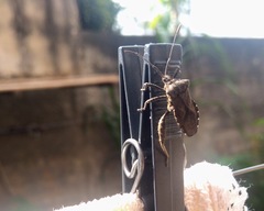 Camptischium