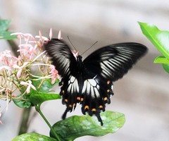 Papilio ascalaphus