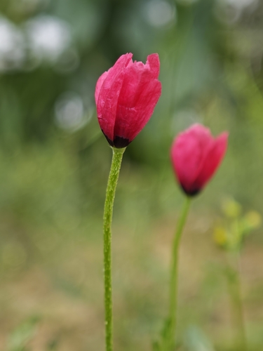 Papaver hybridum iNat (1)