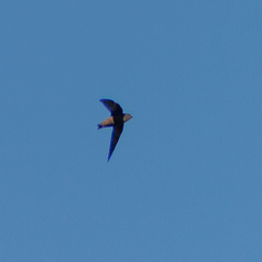 Chaetura meridionalis