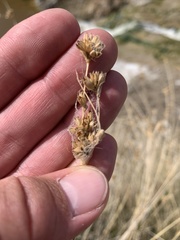 Juncus cooperi