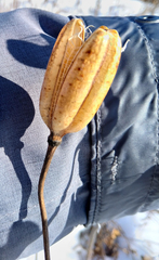 Lilieae