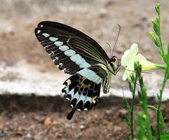 Papilio gigon
