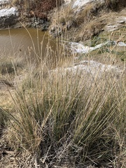 Juncus cooperi