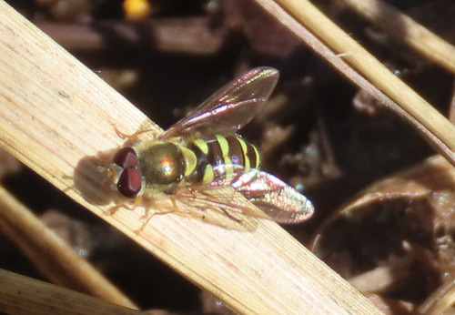 Unknown species found near Bernalillo County, NM, USA
