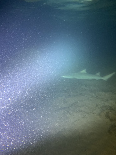 Negaprion acutidens