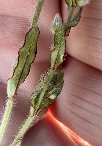 Plagiobothrys arizonicus, 2026-03-25