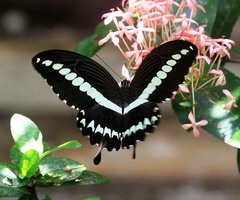 Papilio gigon