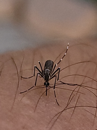 Unknown species found near Corpus Christi, TX 78414, USA