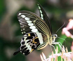Papilio gigon