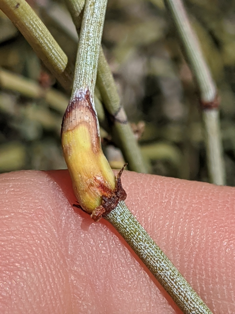 Ephedra Gall Midge