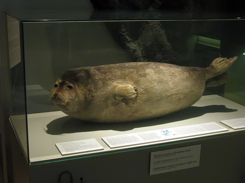 Saimaa Seal, photo 6 of 10