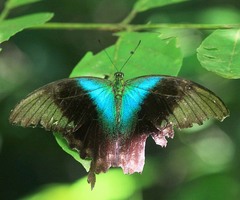 Papilio peranthus