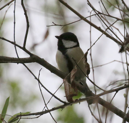 Asian Tit, Harbor City, Los Angeles, CA, USA, photo 7 of 10