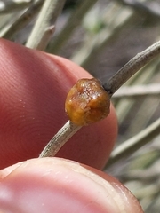 Rhopalomyia glutinosa