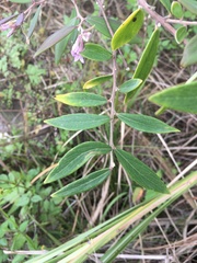 Daphne genkwa