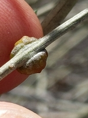 Rhopalomyia glutinosa