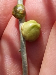 Rhopalomyia glutinosa