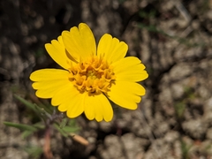Madia radiata