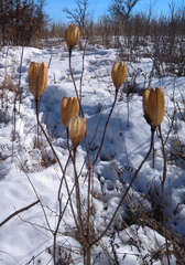 Lilieae