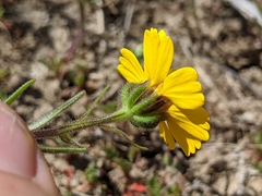 Madia radiata