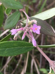 Daphne genkwa