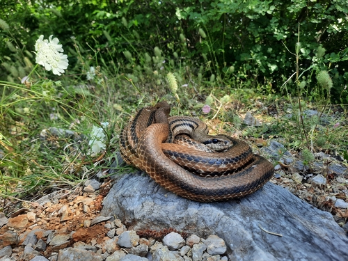Four-lined Snake, Oštrobradić, Croatia, photo 10 of 10