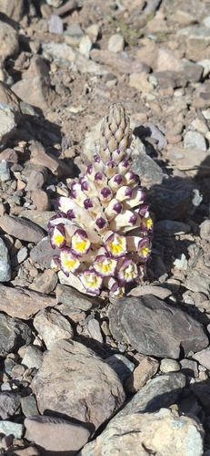 Cistanche violacea