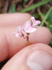 Desmodium varians