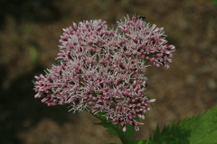 Eupatorium glehnii