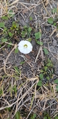 Convolvulus waitaha