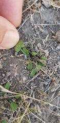 Convolvulus waitaha