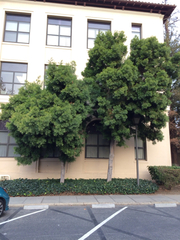 Afrocarpus gracilior