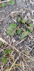 Convolvulus waitaha