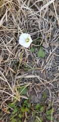 Convolvulus waitaha