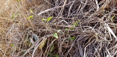 Convolvulus waitaha