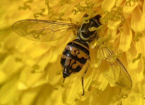 Unknown species found near Fifth St, Lynchburg, VA, US