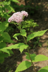 Eupatorium glehnii