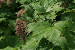 Filipendula camtschatica