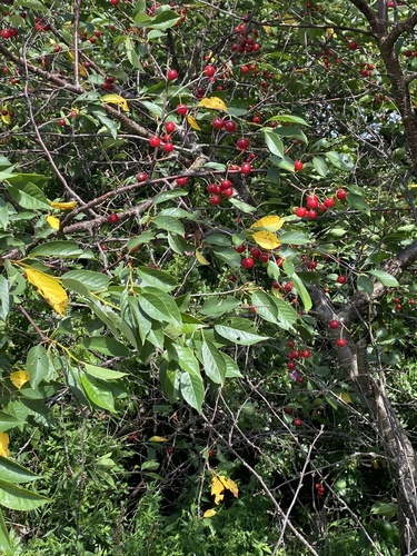 Sour Cherry (Prunus cerasus)