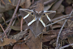 Grammodes oculicola