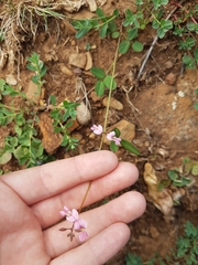 Desmodium varians