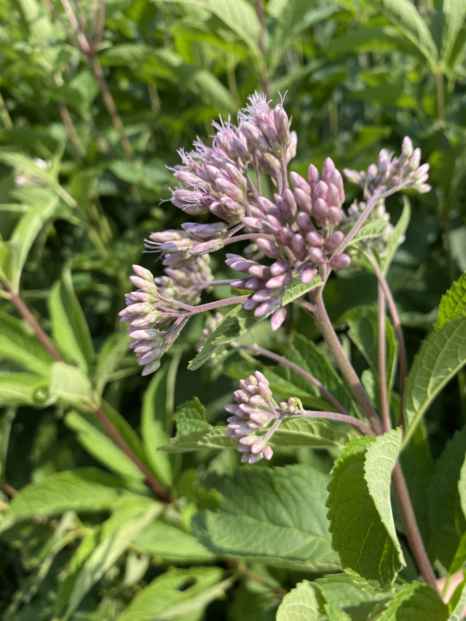 Spotted Joe-Pyeweed (Eutrochium maculatum)