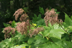 Filipendula camtschatica