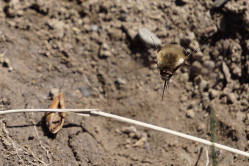 Unknown species found near Bannock County, ID, USA