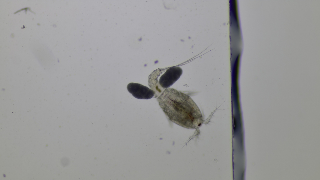 Copepod