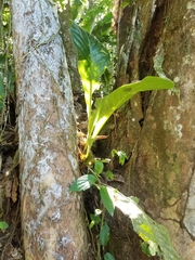 Anthurium schlechtendalii