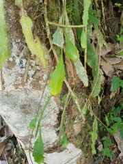 Epiphyllum oxypetalum
