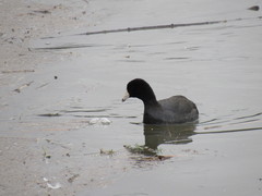 Fulica americana americana